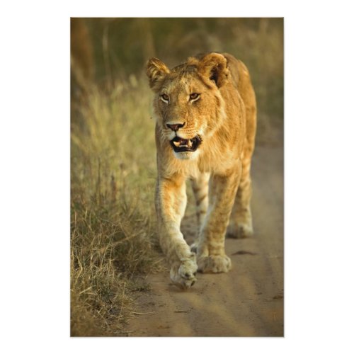 Female Lion walking at sunset Masai Mara Photo Print