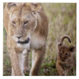 Female Lion with Cub Ceramic Tile