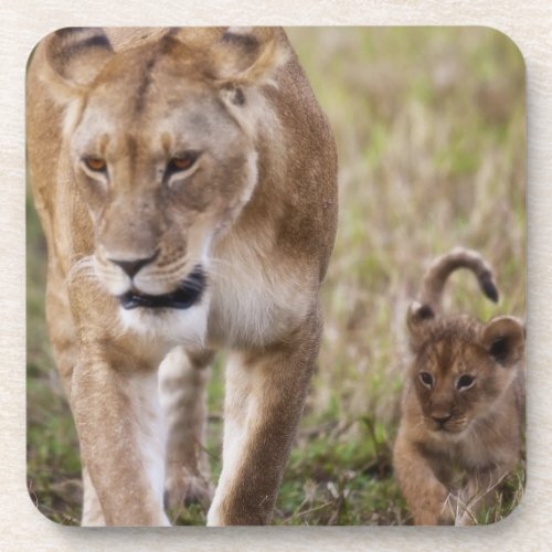 Female Lion with cub Panthera Leo as seen in Coaster