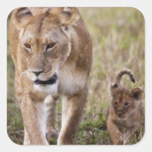 Female Lion with cub Panthera Leo as seen in Square Sticker