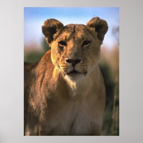 Female Lioness Lion Lovers Gifts Poster