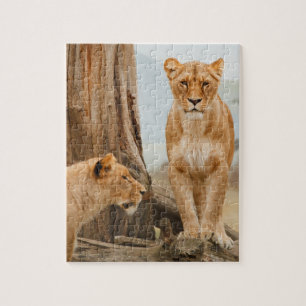 Female Lions Scouting at Dead Trees Jigsaw Puzzle
