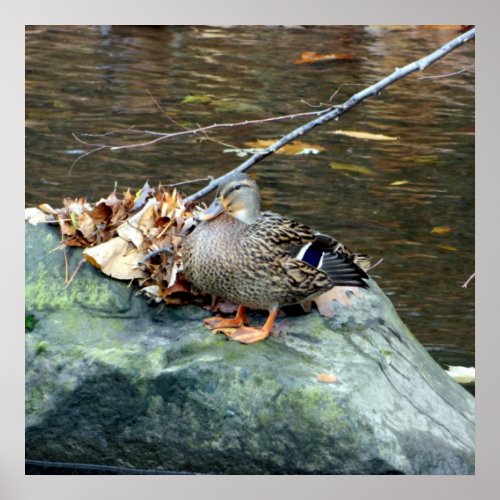 Female Mallard Duck 24X24 Poster