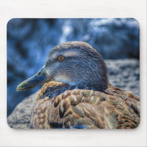 Female Mallard Duck Birdlover Wildlife Portrait Mouse Pad