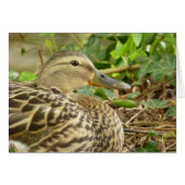 Female Mallard Duck Card (Front Horizontal)