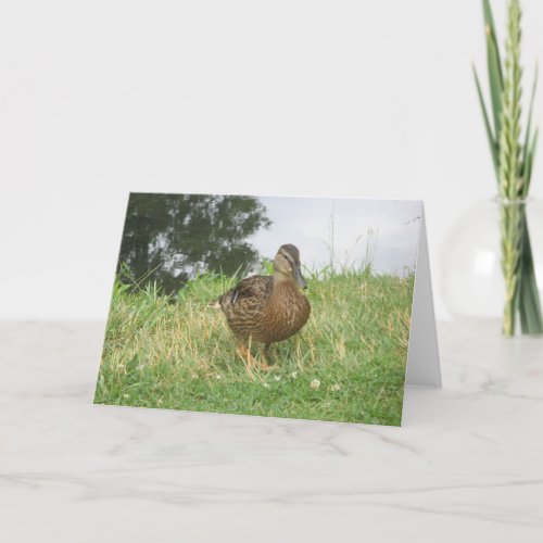 Female Mallard Duck Card