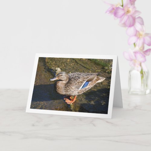 Female Mallard Duck Card