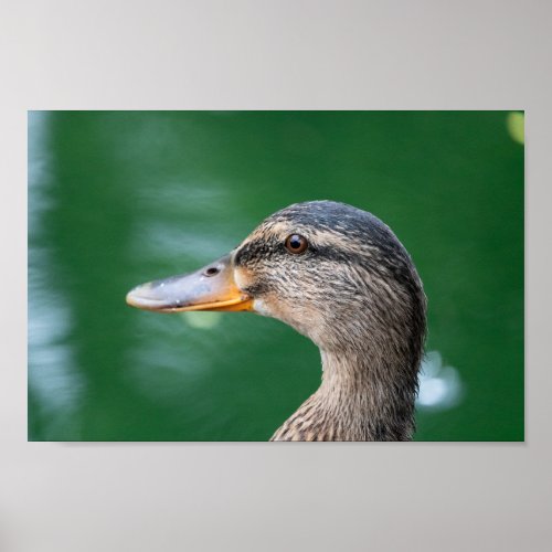 Female Mallard Duck Close Up Poster