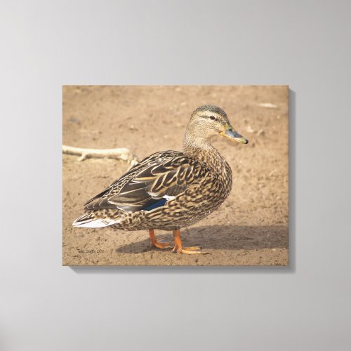Female Mallard Duck Closeup Photo Canvas Print