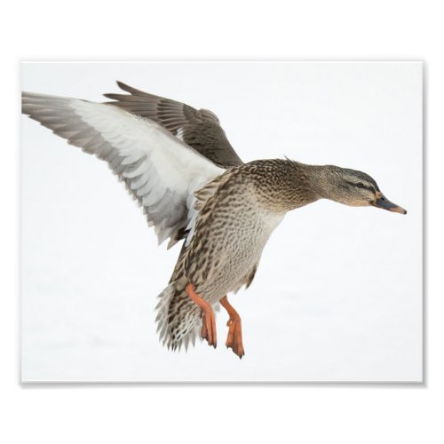 Female Mallard Duck Landing in the Snow 2 Photo Print