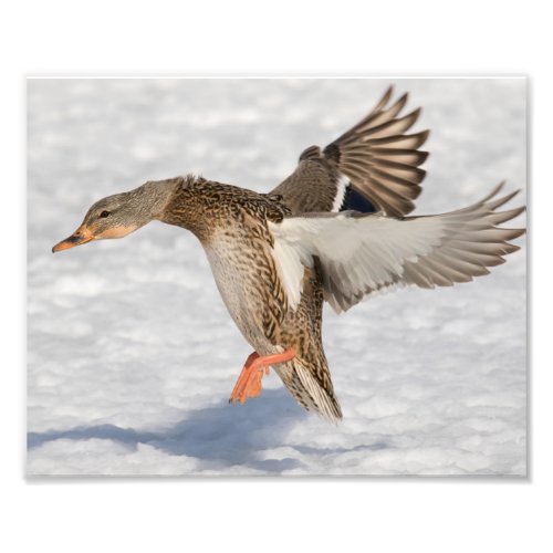 Female Mallard Duck Landing in the Snow Photo Print