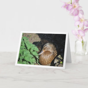Female Mallard Duck Nesting Card