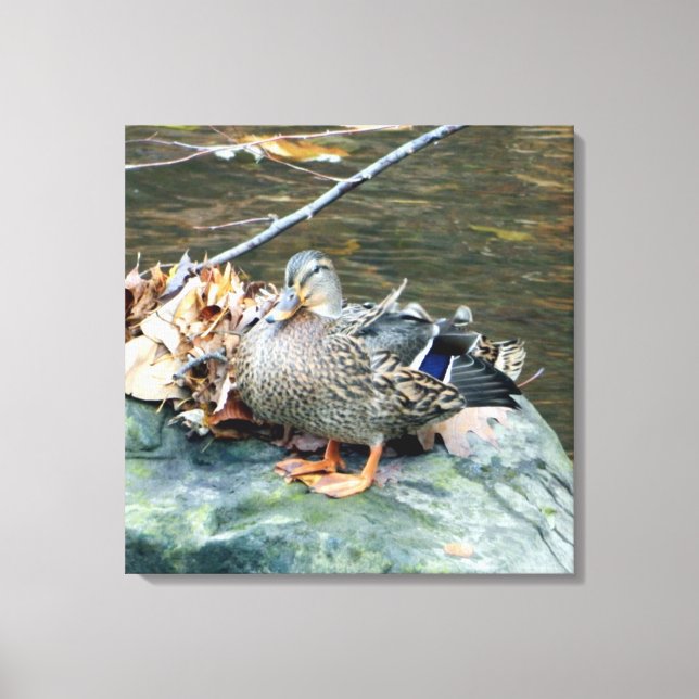 Female Mallard Duck on Mossy Rock Canvas Print (Front)