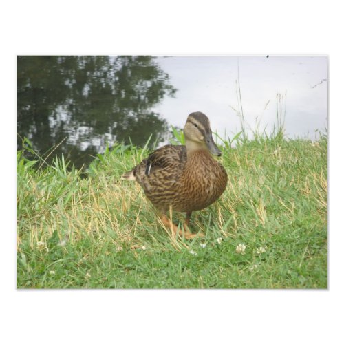 Female Mallard Duck Photo Enlargement