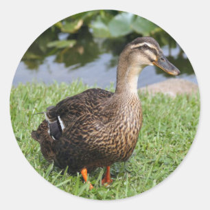 Female Mallard Duck Photo Round Stickers