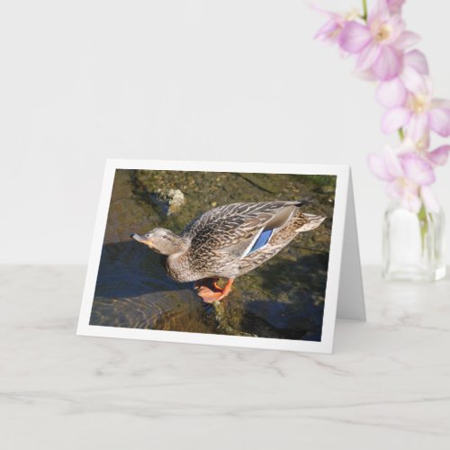Female Mallard Duck Portrait Card