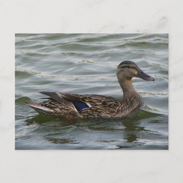 Female  Mallard Duck Postcard (Front)