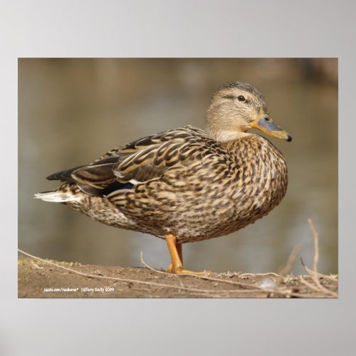 Female Mallard Duck Poster