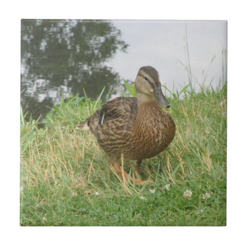 Female Mallard Duck tile