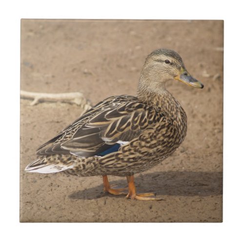 Female Mallard Duck Tile Trivet