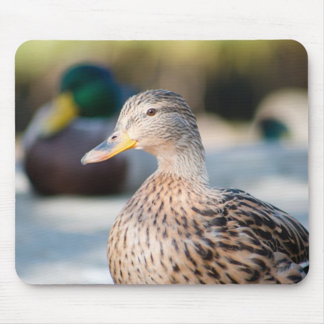 Female Mallard Mouse Pad (Front)