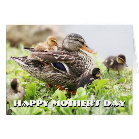 Female Mallard Surrounded By Ducklings Cards (Front Horizontal)
