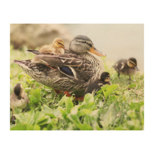 Female Mallard Surrounded By Ducklings Wood Wall Decor