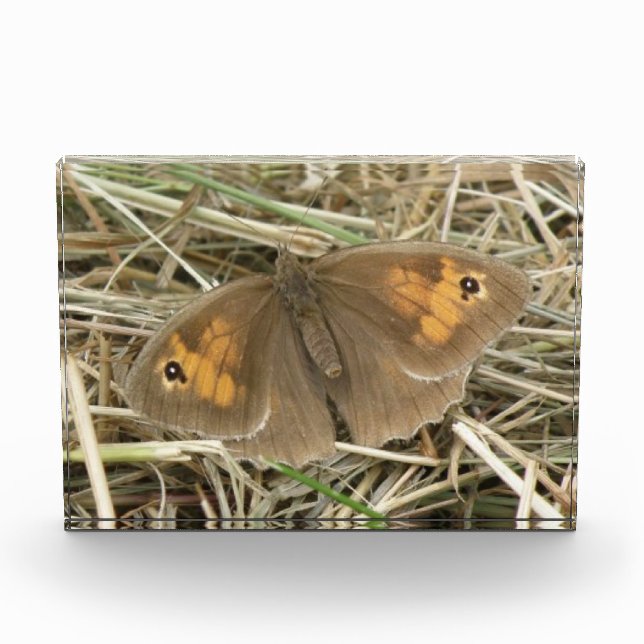 Female Meadow Brown Butterfly Decorative Acrylic Award (Front)