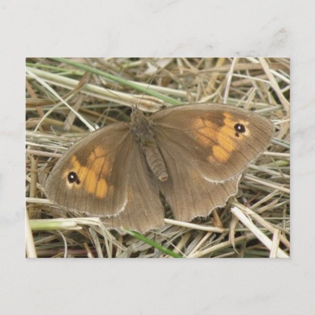 Female Meadow Brown Butterfly Postcard (Front)