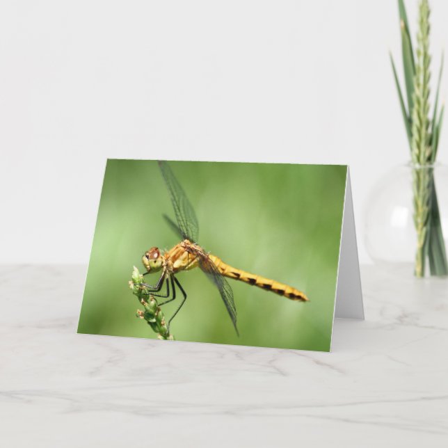 Female Meadow Hawk Notecard (Front)