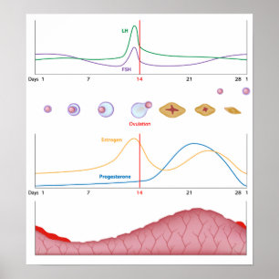 Female menstrual cycle Poster