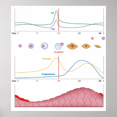 Female menstrual cycle Poster