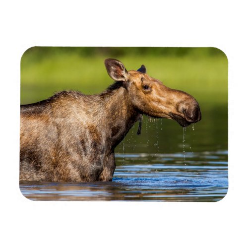 Female Moose Feeding In Small Lake Magnet