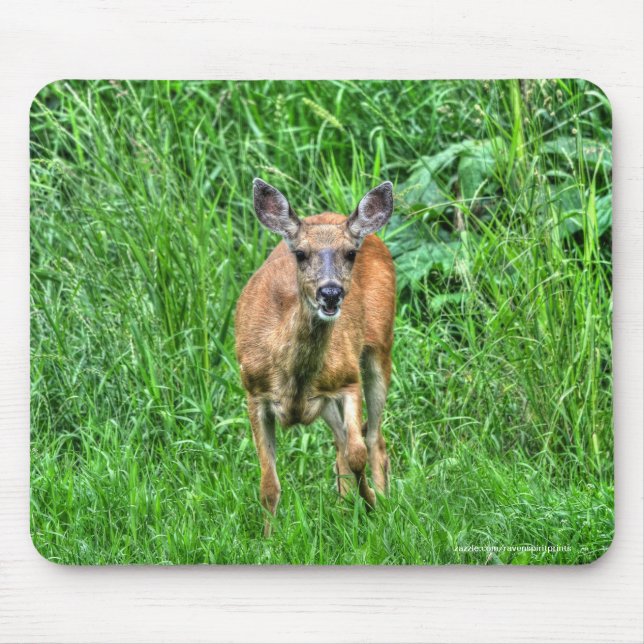 Female Mother Mule Deer on Ranch Wildlife Photo Mouse Pad (Front)