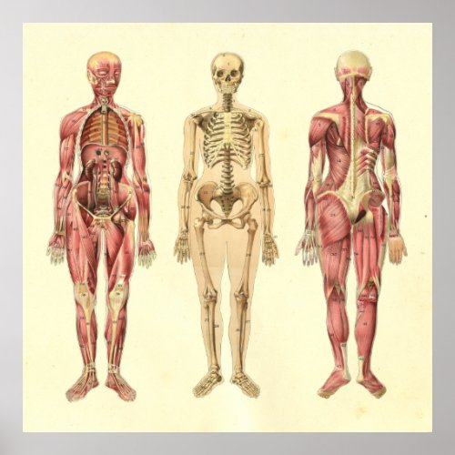 Female Muscle  Skeleton Anatomy Poster