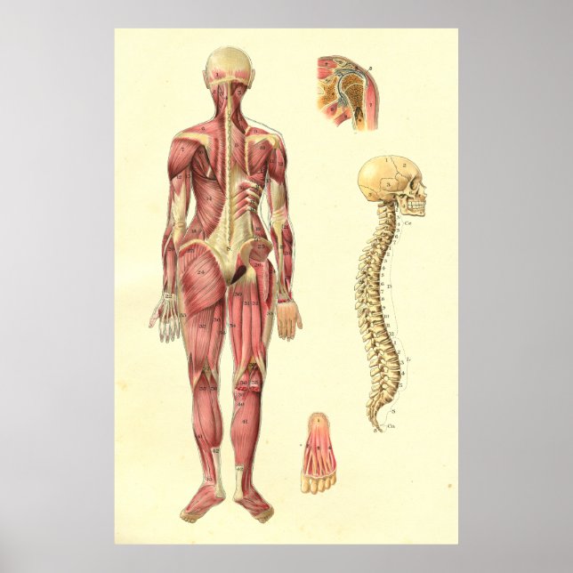Female Muscle & Spine Anatomy Poster (Front)