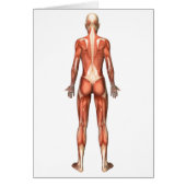 Female Muscular System, Back View (Front)