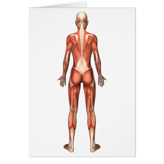 Female Muscular System, Back View Cards (Front)