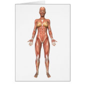 Female Muscular System, Front View (Front)