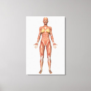Female Muscular System, Front View Canvas Print