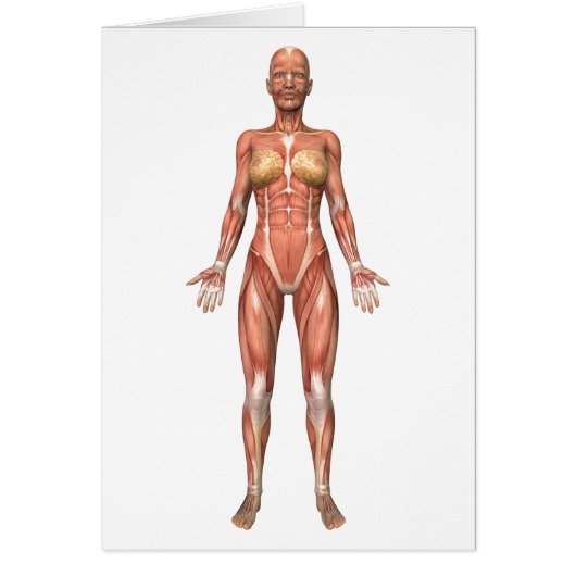Female Muscular System, Front View Cards (Front)