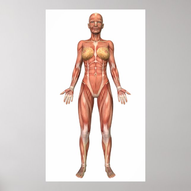Female Muscular System, Front View Poster (Front)
