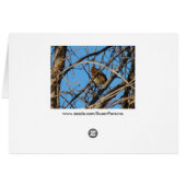 Female Northern Cardinal (Back Horizontal)