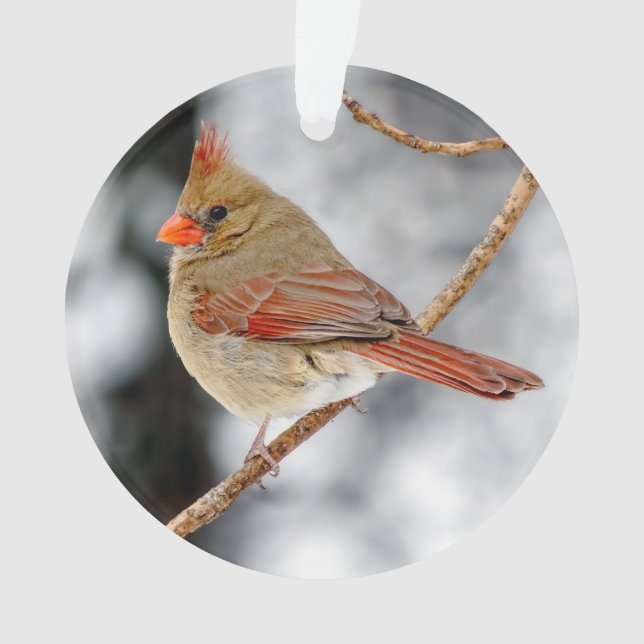 Female Northern Cardinal Acrylic Ornament (Front)