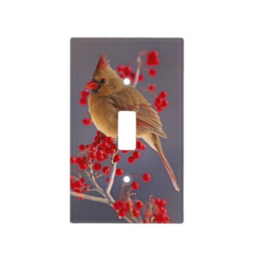 Female Northern Cardinal among hawthorn Light Switch Cover