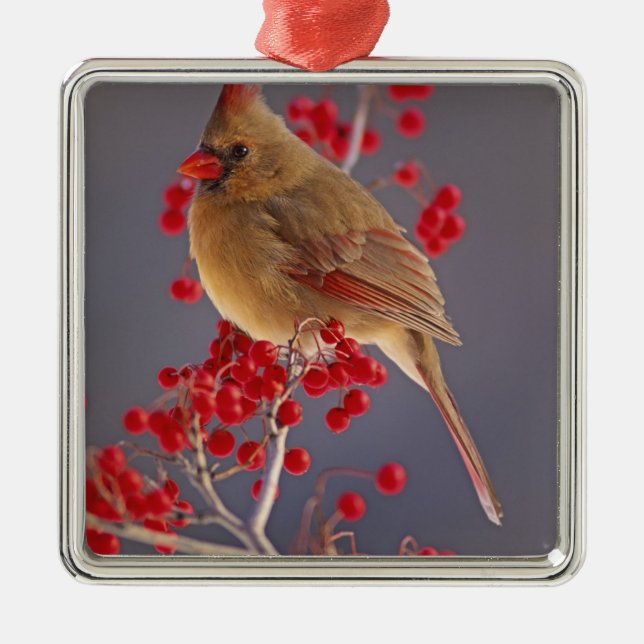 Female Northern Cardinal among hawthorn Metal Ornament (Front)