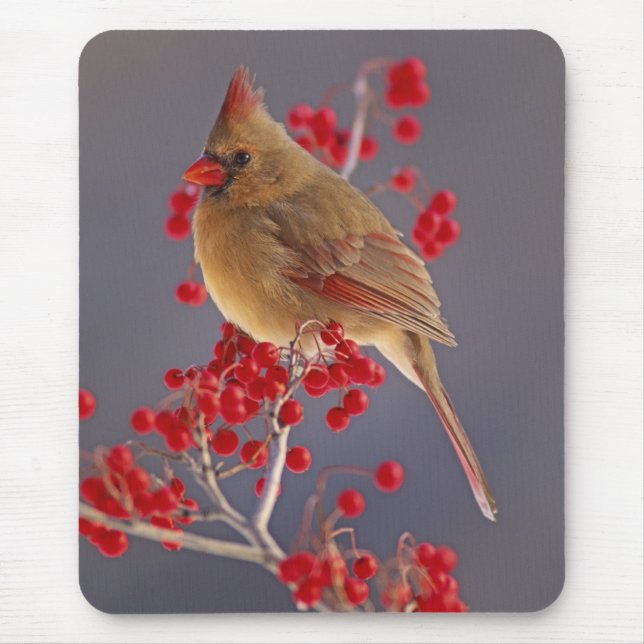 Female Northern Cardinal among hawthorn Mouse Pad (Front)