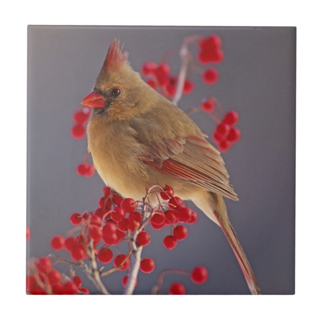Female Northern Cardinal among hawthorn Tile (Front)