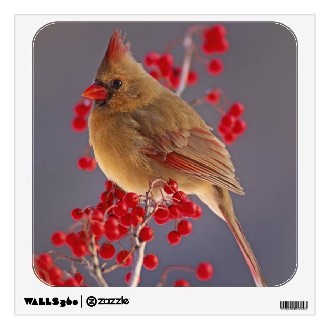 Female Northern Cardinal among hawthorn Wall Decal (Front)