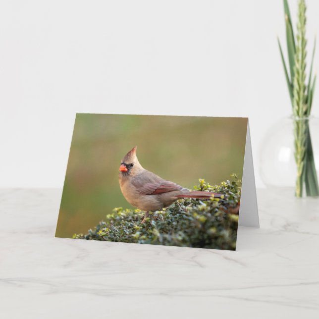 Female Northern Cardinal Blank Note Card (Front)